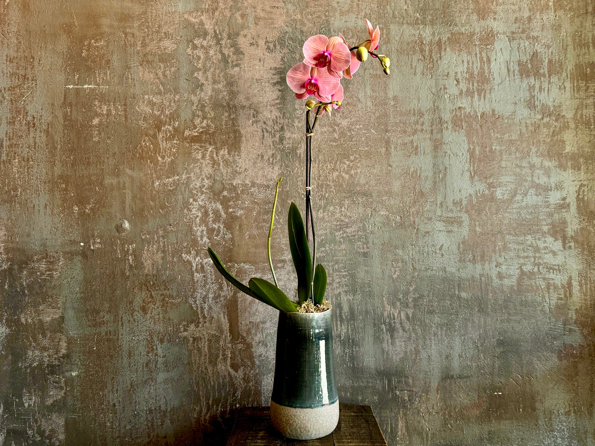 Mother's Day Orchid