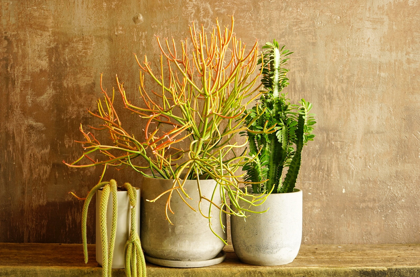Large Plant Assortment
